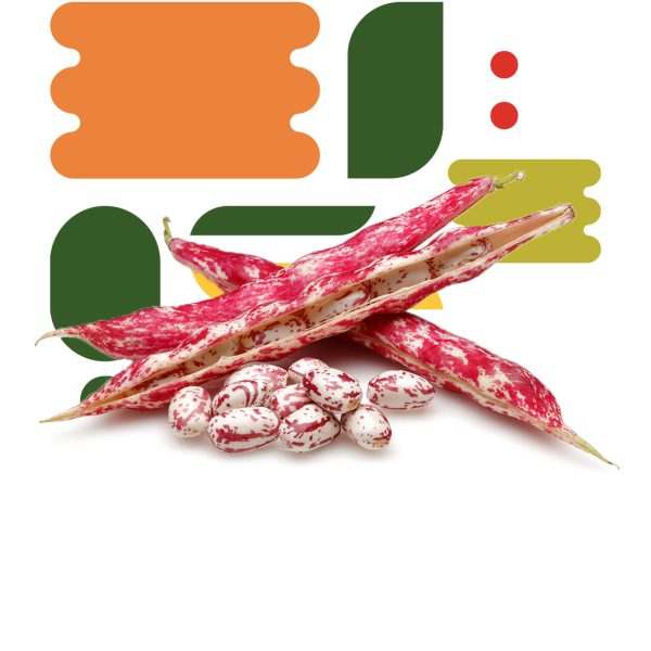 Fagioli borlotti - immagine 2